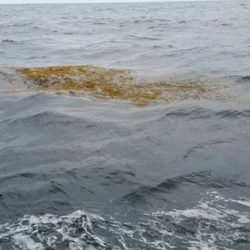 第五慶門丸 釣果