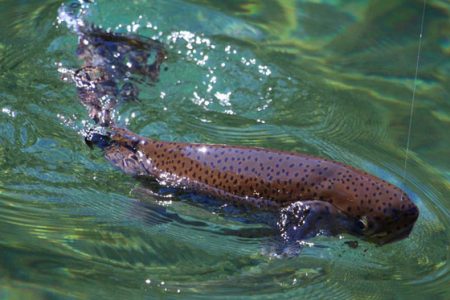 小菅トラウトガーデン 釣果