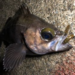 二見メバリング19