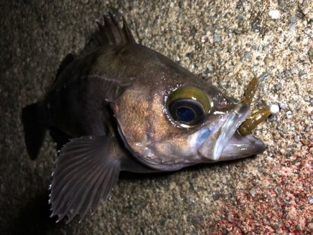 二見メバリング19