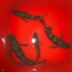 二見メバリング・ライトワインド