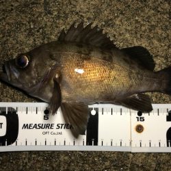 二見メバリング19