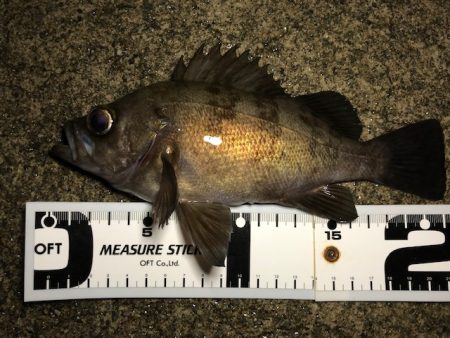 二見メバリング19