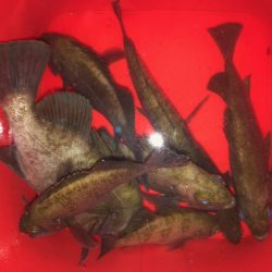 二見メバリング19