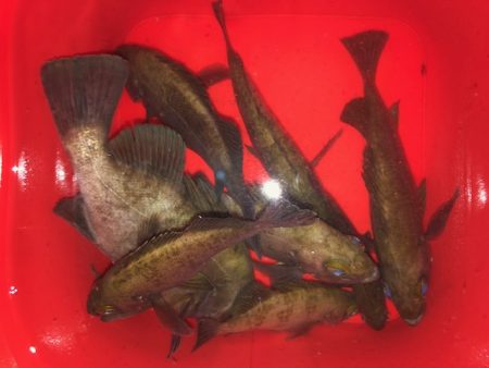 二見メバリング19