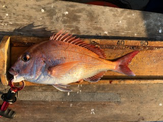 幸吉丸 釣果