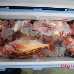 大進丸(新潟) 釣果