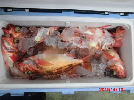 大進丸(新潟) 釣果