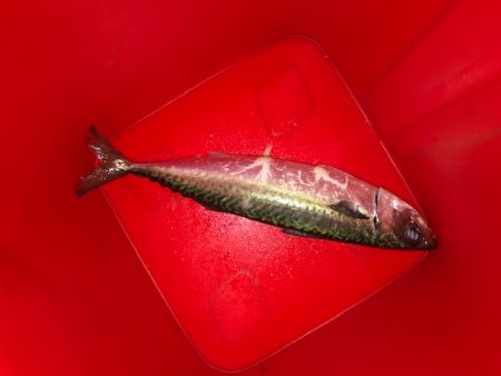 神戸ライトワインド3