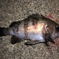 二見メバリング19