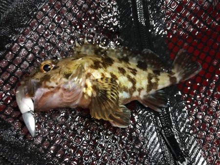 神戸ライトワインド3