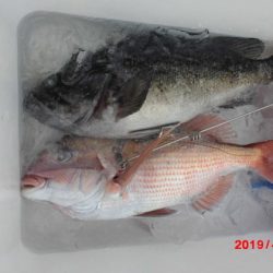 大進丸(新潟) 釣果