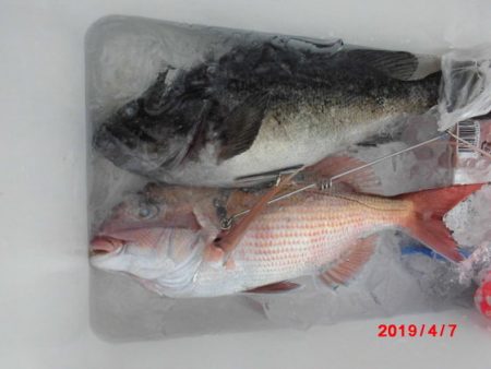 大進丸(新潟) 釣果