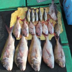 真祐丸 （しんゆうまる） 釣果