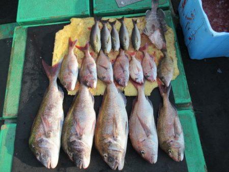 真祐丸 （しんゆうまる） 釣果