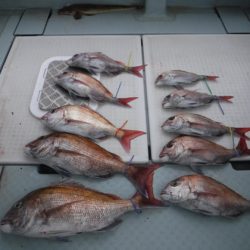 遊漁船 幸友丸 釣果