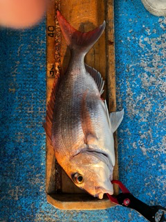 幸吉丸 釣果