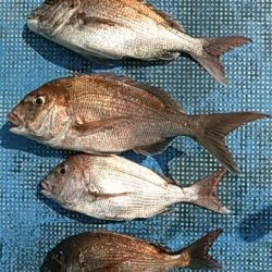 フィッシングガイド りょう 釣果