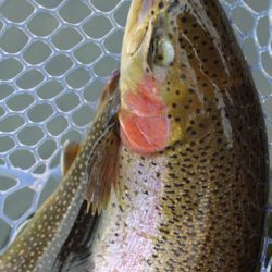 小菅トラウトガーデン 釣果