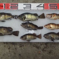 のとじま臨海公園海づりセンター 釣果