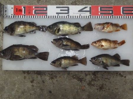 のとじま臨海公園海づりセンター 釣果