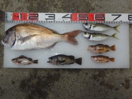 のとじま臨海公園海づりセンター 釣果