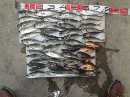 のとじま臨海公園海づりセンター 釣果