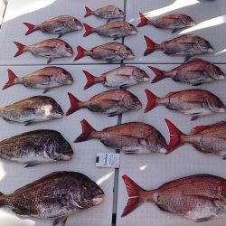 フィッシングボートACE(エース) 釣果