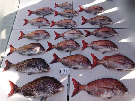 フィッシングボートACE(エース) 釣果