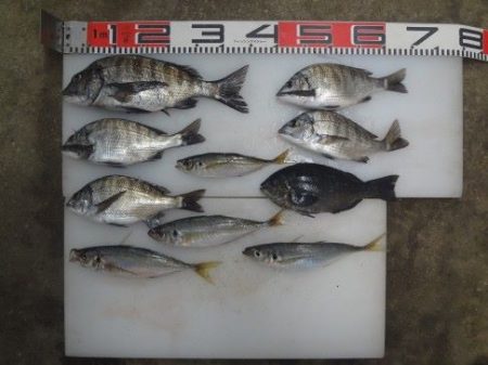 のとじま臨海公園海づりセンター 釣果