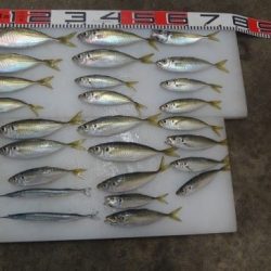 のとじま臨海公園海づりセンター 釣果