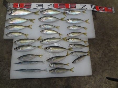 のとじま臨海公園海づりセンター 釣果