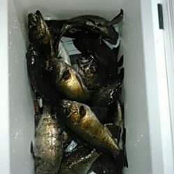 フィッシングガイド りょう 釣果