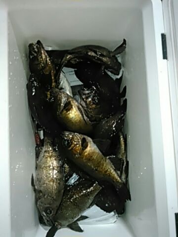 フィッシングガイド りょう 釣果