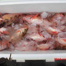 大進丸(新潟) 釣果