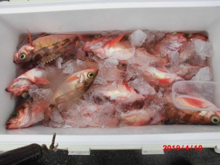 大進丸(新潟) 釣果