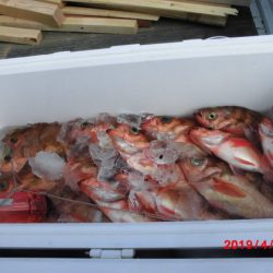 大進丸(新潟) 釣果