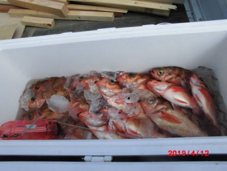 大進丸(新潟) 釣果