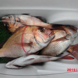 大進丸(新潟) 釣果