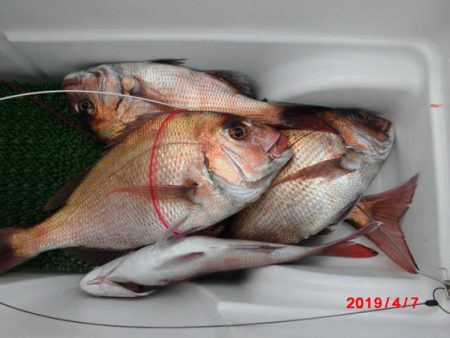 大進丸(新潟) 釣果