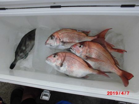 大進丸（新潟） 釣果