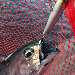 風吹き荒れる3月でも獲物に満足〜今できる釣り in 高知〜【ケロロ氏連載 vol.10】