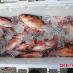 大進丸(新潟) 釣果