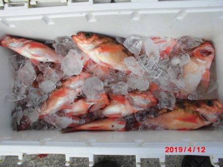 大進丸(新潟) 釣果