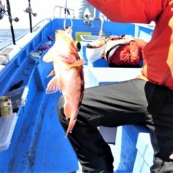 鯛紅丸 釣果