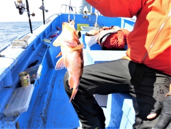 鯛紅丸 釣果
