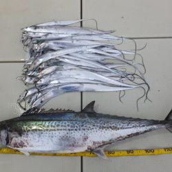 Hit Rush(ヒット ラッシュ) 釣果