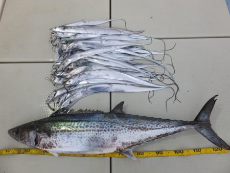 Hit Rush(ヒット ラッシュ) 釣果