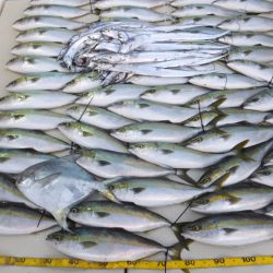 Hit Rush(ヒット ラッシュ) 釣果