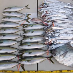 Hit Rush(ヒット ラッシュ) 釣果